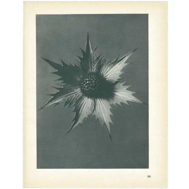 Farmhouse 1928 Giant Eryngo by Karl Blossfeldt, Original Period Photogravure N66 For Sale - Image 3 of 6