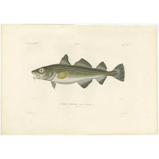 Mid 19th Century Codfish Study, France, 1845, Paper For Sale - Image 5 of 11