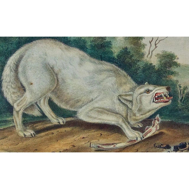 Mid 19th Century Audubon "White American Wolf" an Audubon Hand Colored by j.t. Bowen Lithograph, 1849-1854 For Sale - Image 5 of 5