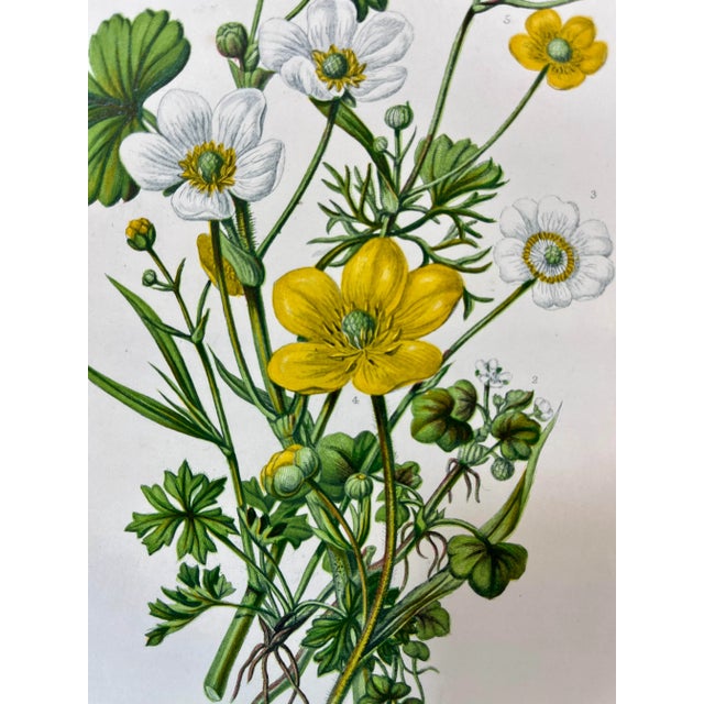Antique Botanical Print / Illustration Showcasing Several Types of Crowfoot Flowers and Spearwort Flowers From England - Circa 1870 For Sale - Image 4 of 9