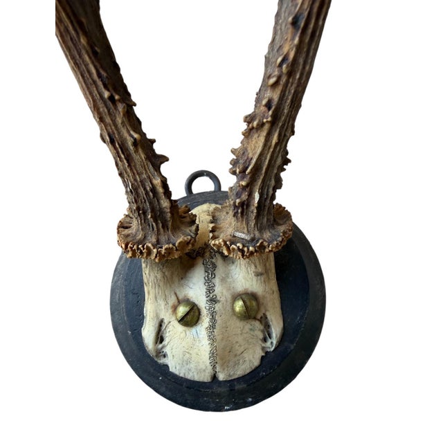 Roe Deer Trophy 57 Black Forest Antlers For Sale - Image 4 of 5