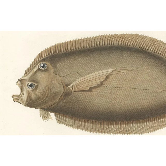 Marquises Turbot, Hand-Colored Lithograph, 1845 For Sale - Image 6 of 11