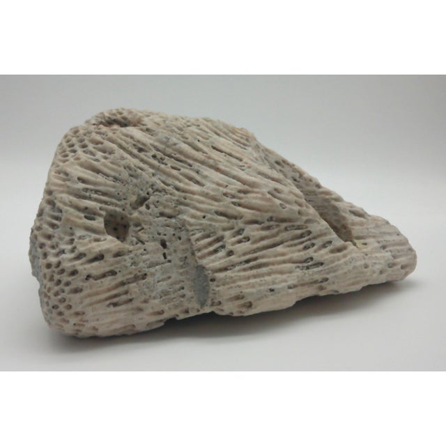 Shell Large Fossilized Brain Coral Specimen Nautical Sea Creature Art Beach For Sale - Image 7 of 10