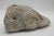 Shell Large Fossilized Brain Coral Specimen Nautical Sea Creature Art Beach For Sale - Image 7 of 10