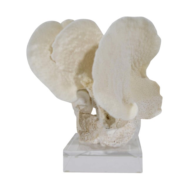 Coral on Lucite Stand For Sale