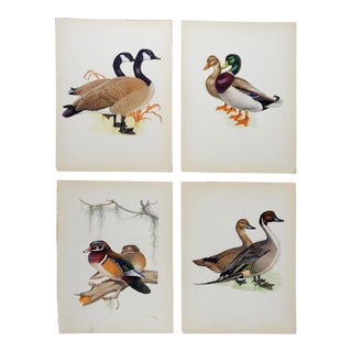 Vintage 1950 Duck Geese Menaboni's Birds Prints - Set of 4 For Sale