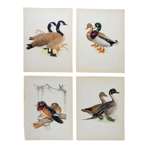 Vintage 1950 Duck Geese Menaboni's Birds Prints - Set of 4