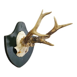 Black Forest Red Deer Trophy on Plaque - Salem Germany 1861 For Sale