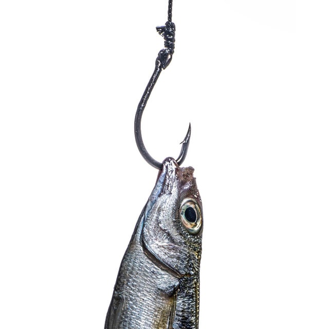 Not Yet Made - Made To Order Anchovy — Sivan Roshianu, Limited Edition Metal Print (Edition of 5) For Sale - Image 5 of 5