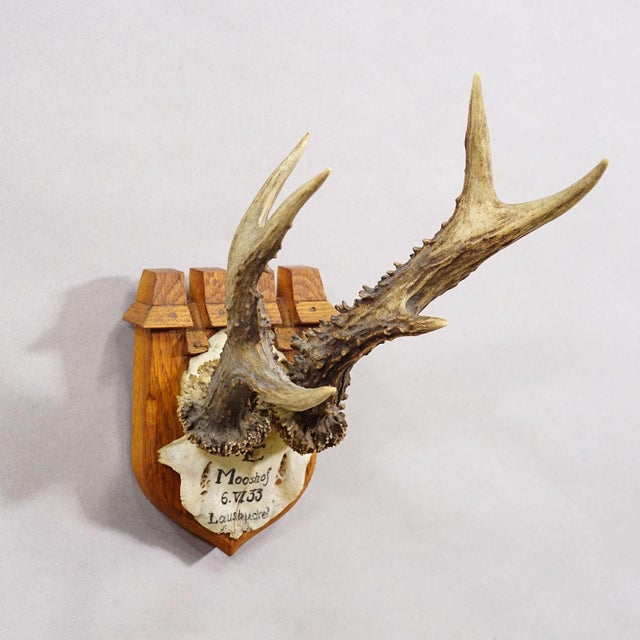Antique Red Deer Trophy by Philipp Ernst, Prince of Thurn and Taxis, 1933 This hunting trophy features a roe deer (Cervus...