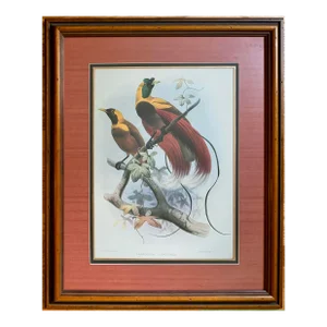 "Paradise Sanguinea" J. Wolf and J. Smith Bird of Paradise Framed Lithograph Print