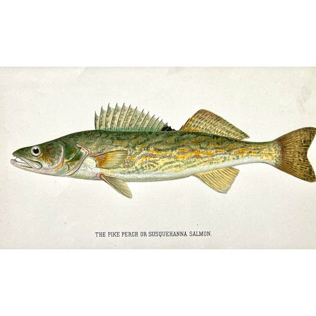 Cabin Original Antique Chromolithograph the Pike Perch or Susquehanna Salmon Fish Print by Tarleton Bean Circa 1890 For Sale - Image 3 of 4
