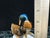 Hutschenreuther Selb Kunstabteilung Porcelain Mallard Duck Family Figurine (Model 440/2) For Sale - Image 11 of 12