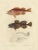 Norway Redfish Sebastes Viviparus and the Sculpin, 1842, Paper For Sale - Image 3 of 5