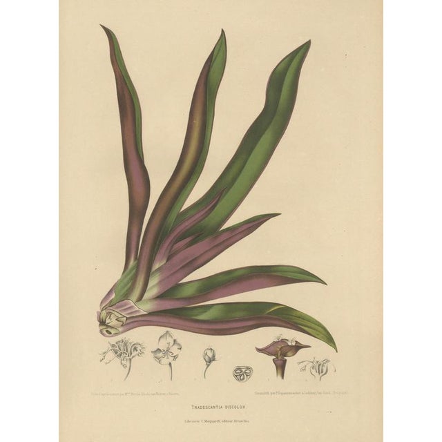 Berthe Hoola van Nooten, Oyster Plant, 1880, Chromolithograph For Sale - Image 3 of 10