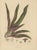 Berthe Hoola van Nooten, Oyster Plant, 1880, Chromolithograph For Sale - Image 3 of 10
