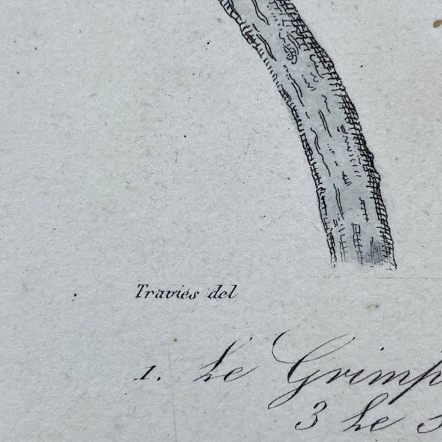 Tan French Antique 18th Century Bird Engraving Hand Colored Signed Artwork For Sale - Image 8 of 10