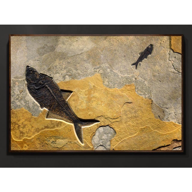 This fossil fish mural was quarried from our Fossil Lake stone layer, found in the famous 18 or F1 layers of the Green...
