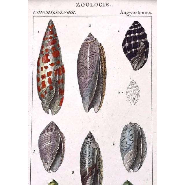 Antique French Print Hand Colored Engraving of Sea Shells by Turpin Paris 1816 For Sale - Image 4 of 6