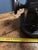 Fur Sewing Machine, 1890s For Sale - Image 17 of 18