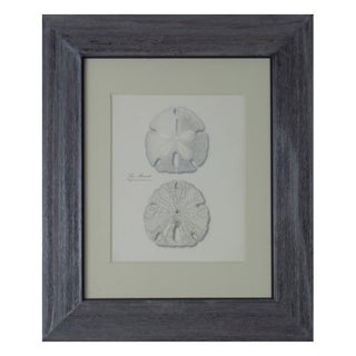 Sea Biscuit Sand Dollar Print I For Sale