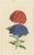 Paper Curtis, Botanical Illustrations, 1818, Handcoloured Engravings, Set of 6 For Sale - Image 7 of 8