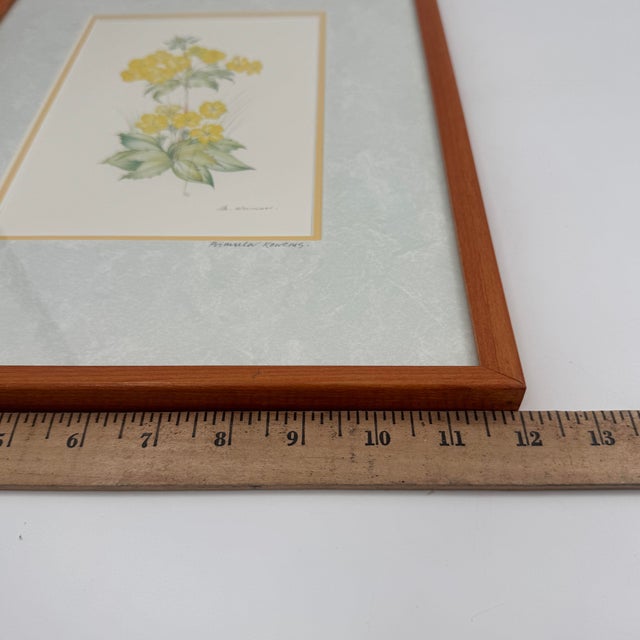 Traditional Title: Vintage Margot Weemaes Primula Kewensis Botanical Print 1981 Framed For Sale - Image 3 of 11