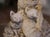 Rustic European Mid-Century French Weathered Stone Garden Sculpture of Fox With Two Pups For Sale - Image 3 of 9