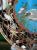 Japanese Meiji Japanese Cloisonne Enamel Charger With Crab, Fish, and Marine Life in Net For Sale - Image 3 of 12