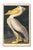 Vintage natural history artwork depicting the American White Pelican. The art is reproduced from Birds of America (1827)...