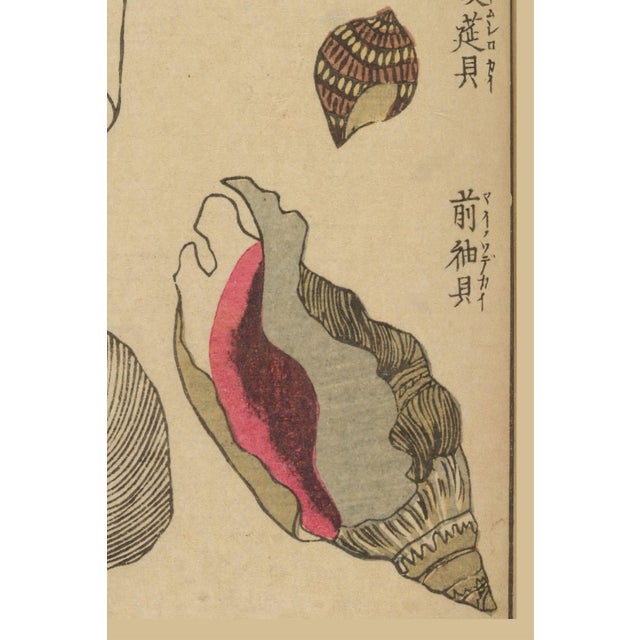 Not Yet Made - Made To Order Vintage Japanese Seashells, Woodblock Print Reproduction, 24" X 36" For Sale - Image 5 of 11