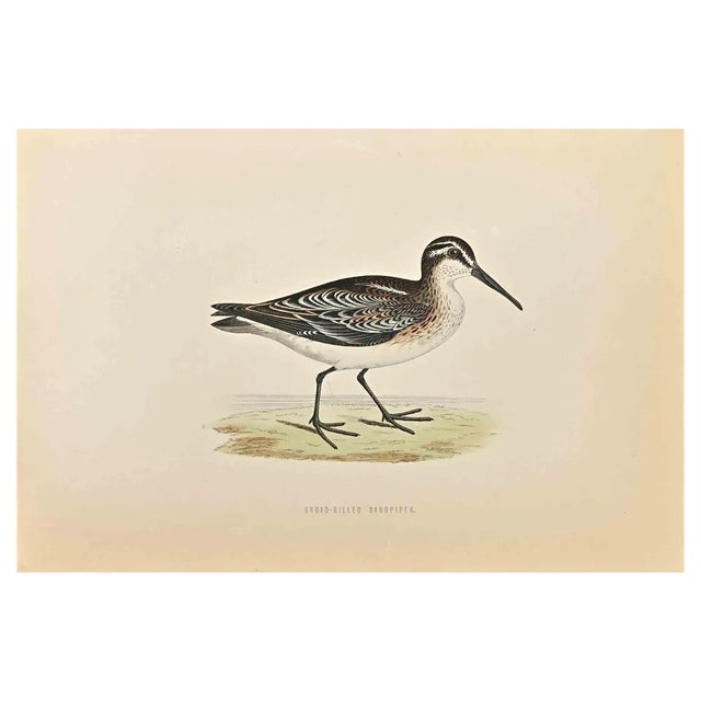 Alexander Francis Lydon, Broad-Billed Sandpiper, Woodcut Print, 1870 For Sale