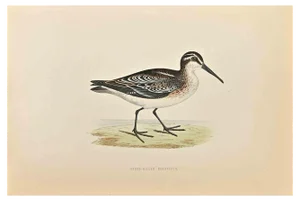 Alexander Francis Lydon, Broad-Billed Sandpiper, Woodcut Print, 1870