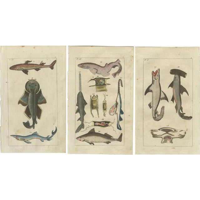 Wilhelm, White Shark, Sawfish, Catshark, 1832, Fish Prints, Set of 3 For Sale
