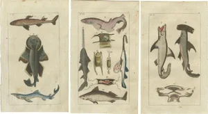 Wilhelm, White Shark, Sawfish, Catshark, 1832, Fish Prints, Set of 3