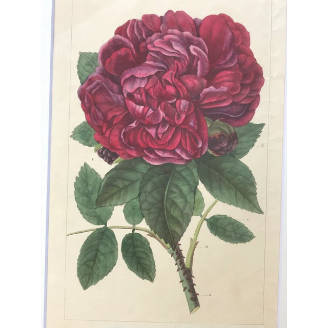 Late 19th Century Antique French Botanical Print of a Rose For Sale - Image 5 of 6