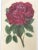Late 19th Century Antique French Botanical Print of a Rose For Sale - Image 5 of 6