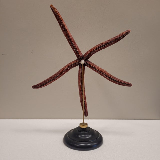 Starfish Ophidiaster Ophidianus, Vintage - Pacific Ocean, 1990s For Sale - Image 6 of 14