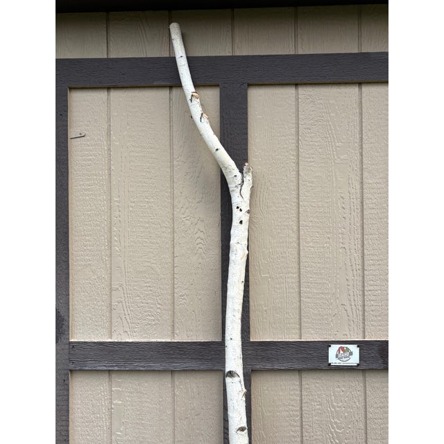 Real white birch branch cut from the Treasure Valley, ID (2013), trimmed to perfection, height at 87" with 8" wide and 13"...