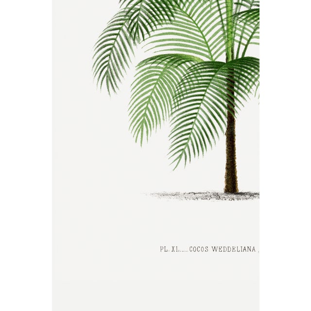 Tropical Palm Study, Vintage Botanical Art Print Reproduction, 16" X 24" For Sale - Image 9 of 10