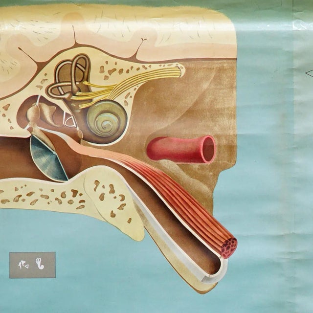 Sense of Hearing and Balance Equilibrum Wall Chart Medical Poster For Sale - Image 3 of 9