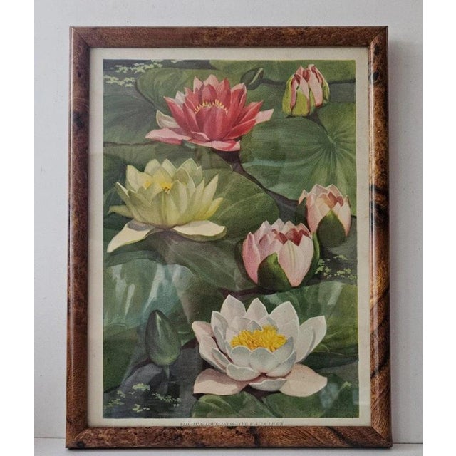 Paper British Botanical Prints, 1930, Paper, Framed For Sale - Image 7 of 9
