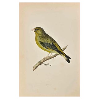 Alexander Francis Lydon, Greenfinch, Woodcut Print, 1870 For Sale