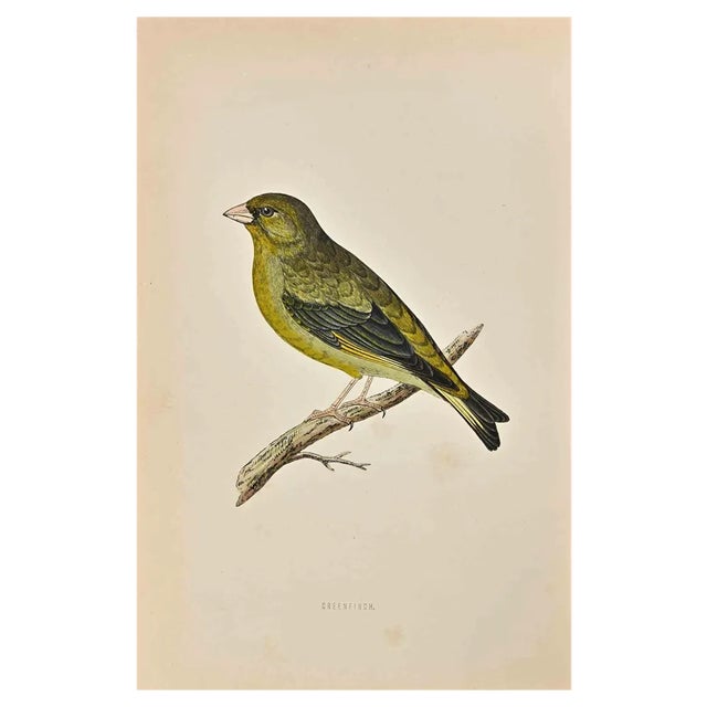 Alexander Francis Lydon, Greenfinch, Woodcut Print, 1870 For Sale