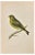 Alexander Francis Lydon, Greenfinch, Woodcut Print, 1870 For Sale