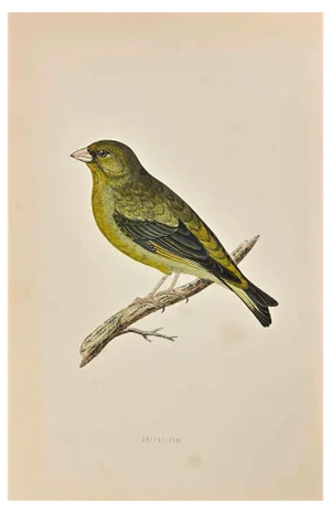 Alexander Francis Lydon, Greenfinch, Woodcut Print, 1870