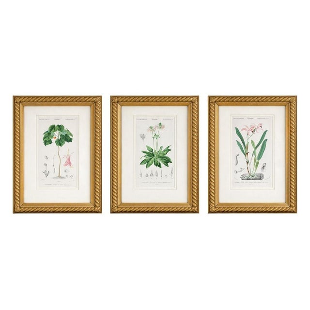 Antique French Botanical Engravings, Set of 3 – 1840s Hand-Colored Prints in Gilt Rope Frames For Sale - Image 17 of 17