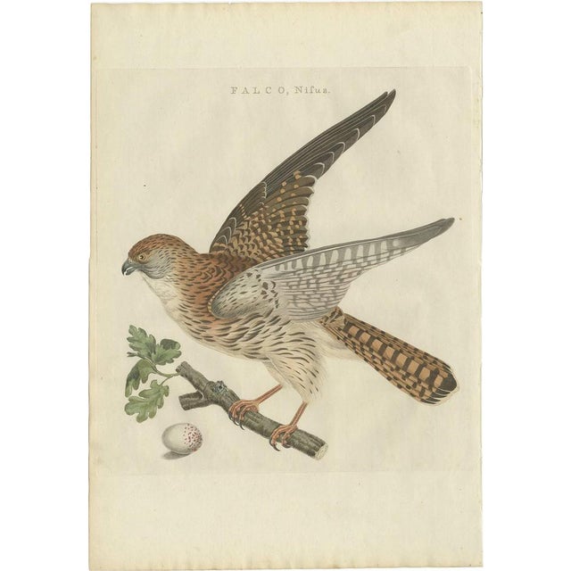 Sepp & Nozeman, Eurasian Sparrowhawk, 1797, Paper For Sale