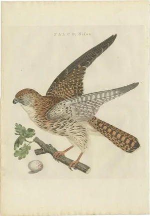 Sepp & Nozeman, Eurasian Sparrowhawk, 1797, Paper
