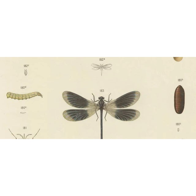 Large Antique Entomology Poster of Dragonflies, Crickets and Flies by M. Frohlich-Schlereth and Bannwarth, 1880s For Sale - Image 4 of 10
